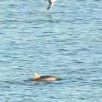 I delfini ripresi al largo di San Vito