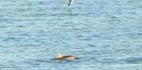 I delfini ripresi al largo di San Vito