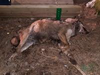 Il lupo trovato morto a Villetta Barrea