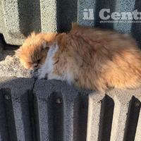Il gatto Grisù alla stazione centrale di Pescara