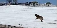 Il lupo solitario avvistato nella piana del Fucino