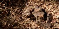 Carcassa di un lupo trovata tra Cocullo e Goriano Sicoli al confine del Parco Regionale Sirente Velino (foto Angela Tavone)