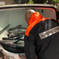 Il sequestro di tonno rosso da parte della Guardia costiera