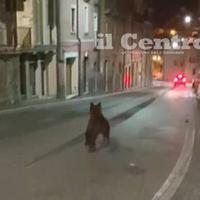 Il giovane orso marsicano in fuga a Celano