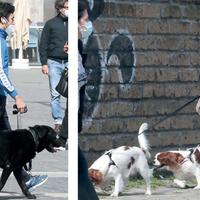 Cani al guinzaglio dei rispettivi padroni lungo le strade di Pescara (foto Giampiero Lattanzio)