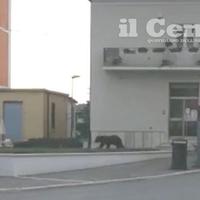 L'arrivo dell'orso in piazza a Pescina (il Centro)