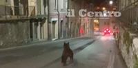 L'orso Juan Carrito tra le strade di Celano
