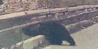 L'orso si infila tra il guardrail e la strada