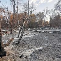 I danni provocati dall’incendio del primo agosto alla pineta
