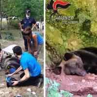 L'orso Juan Carrito addormentato e circondato dagli operatori del Parco e dai carabinieri forestali