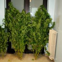 Le piante di marijuana trovate dalla squadra mobile