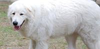Un cane pastore abruzzese (foto d'archivio)