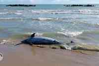 Uno dei due delfini spiaggiati a Roseto