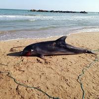 Il delfino spiaggiato a Francavilla (foto da Fb Centro studi cetacei)