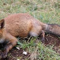 Una volpe nel Parco nazionale come quella che è stata uccisa (foto d'archivio)