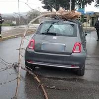 L'auto danneggiata dal ramo crollato a causa del forte vento