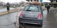L'auto danneggiata dal ramo crollato a causa del forte vento