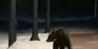 L'orso Juan Carrito alla stazione ferroviaria di Roccaraso