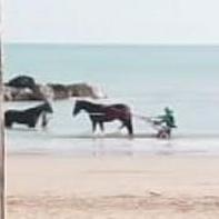 Bighe e cavalli in mare prima dell'arrivo della polizia municipale