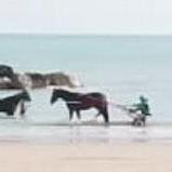 Bighe e cavalli in mare a Pescara