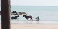 Bighe e cavalli in mare a Pescara
