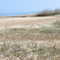 Le dune e la vegetazione nell'area dello Jova beach