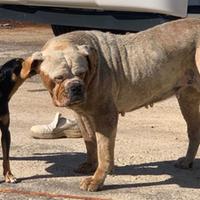 Il cagnolino e il cane di grossa taglia dopo il salvataggio di quest'ultimo