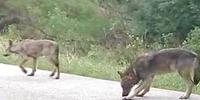 Due lupi avvistati sulla strada a Castel Frentano