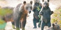 Un orso con i suoi cuccioli ripresi dagli operatori del film “Il Marsicano”