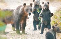 Un orso con i suoi cuccioli ripresi dagli operatori del film “Il Marsicano”