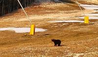 L'orso che cammina lungo le piste da sci
