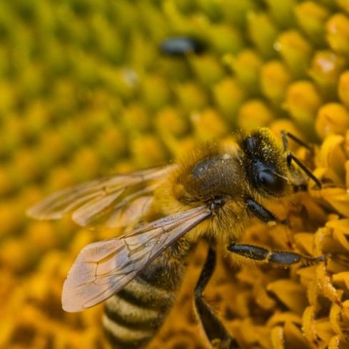Comunicato Stampa: Proteggere le api per proteggere la vita!