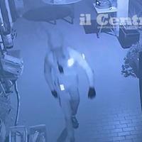 Uno dei ladri in azione a Santa Maria Imbaro nel fermo immagine del video delle telecamere