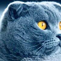 Un gatto di razza Musetty Blu