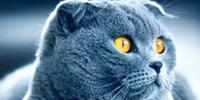 Un gatto di razza Musetty Blu