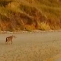 Un lupo fotografato a Punta Aderci