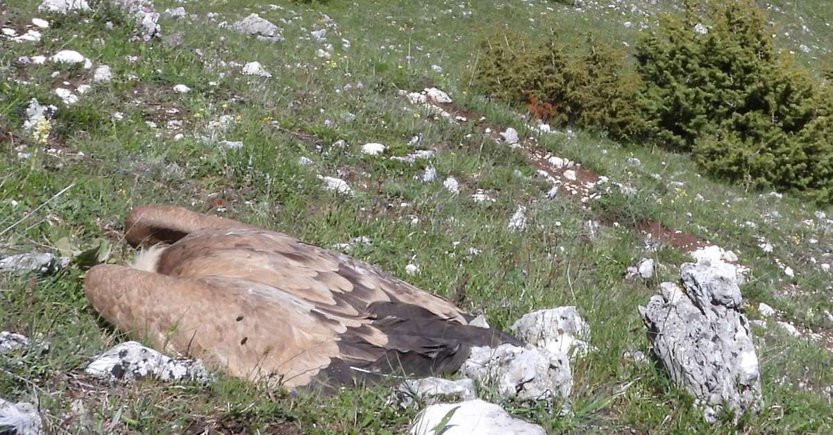 Tre lupi e quattro grifoni avvelenati a Cocullo - L'Aquila - Il Centro