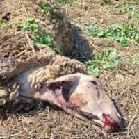 Una delle pecore uccisa dai lupi