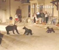 L'orsa Amarena i suoi due cuccioli a San Benedetto dei Marsi