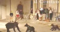L'orsa Amarena e i suoi due cuccioli fotografate ripresa in un video l'ultima volta a San Sebastiano dei Marsi