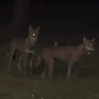 I due lupi avvistati sulla pista ciclabile a San Salvo