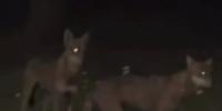 I due lupi avvistati sulla pista ciclabile a San Salvo