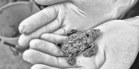 Una delle ultime tartarughe Caretta Caretta nate al Borsacchio