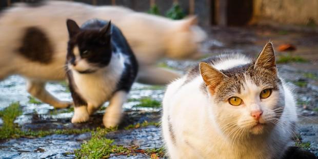 Polpette avvelenate ai gatti vicino Roma, è caccia al killer di animali: sette mici morti e un barboncino gravissimo