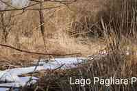 Lago Pagliara: com'era prina dei lavori (foto Stazione ornitologica onlus)