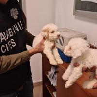 I cani Lagotto salvati dai carabinieri del Cites