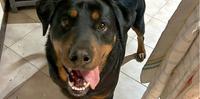 Osvaldo, il rottweiler adottato in canile che ha sventato un furto in casa dei nuovi proprietari