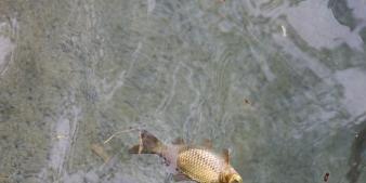 Pesci scomparsi dal laghetto - Chieti - Il Centro